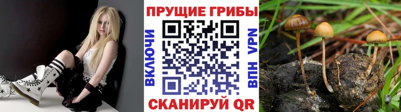 Галлюциногенные грибы Cubensis  Валуйки 
